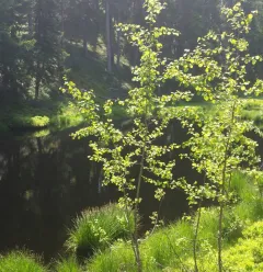 Tourbière du Lac Noir