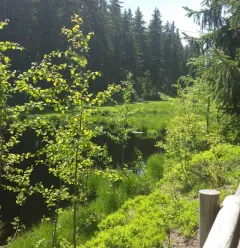 Tourbière du Lac Noir