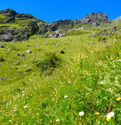 Flore du sentier