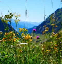 Fleurs de l'Alpage de Lécheron