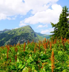 Die Hütte Plan des Gouilles über die Enclos du Seil