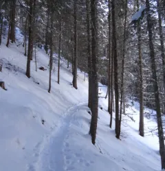 Schneeschuhroute Taillette