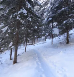 Schneeschuhroute Taillette
