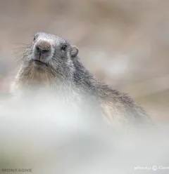 OT Marmotte _DSC3370