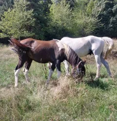 Reitausflüge in Granier_Aime-la-Plagne