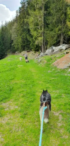 Cani rando : les ruines de la Pierra