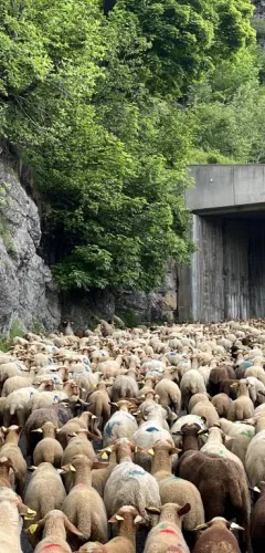 Fête de l'emmontagnée_Champagny-en-Vanoise