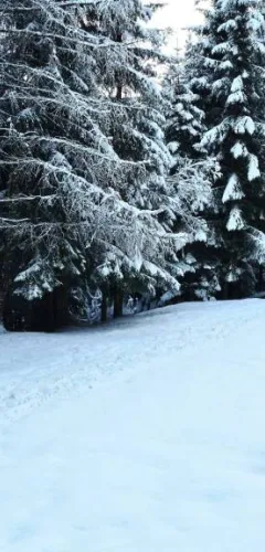 Balade à raquettes/piétons - Bonvillard, sentier des producteurs_Aime-la-Plagne