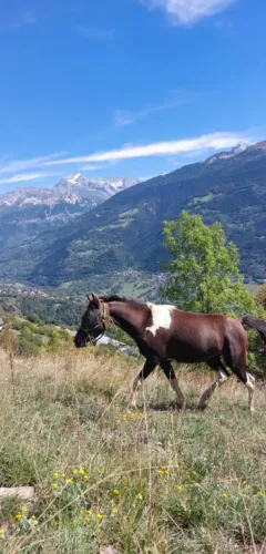Reitausflüge in Granier_Aime-la-Plagne