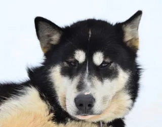Chien de traineau