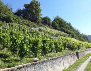 Route des vignes
