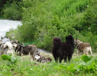 Cani-Rando