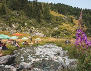 Rencontre d'alpage