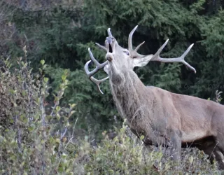 Brame du cerf