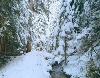 Balade à raquettes/piétons - Le Grand Bief_Aime-la-Plagne
