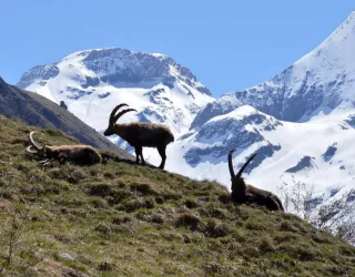 Randonnées accompagnées avec la Maison de la randonnée en Vanoise_Champagny-en-Vanoise
