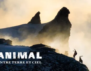 Projection LAPIED : "ANIMAL - Entre Terre et Ciel" | Cinéma de montagne_Plagne-Montalbert
