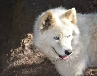 Das Leben eines Mushers entdecken_Montchavin-les-Coches