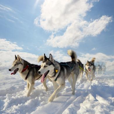 Schlittenhunde im Schnee