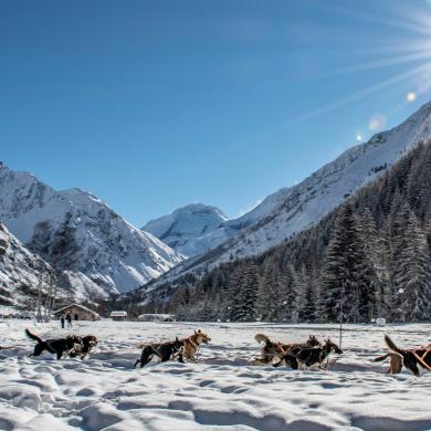 Champagny Schlittenhunde 