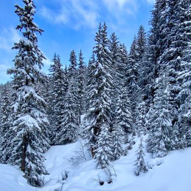 Verschneite Tannen in La Plagne