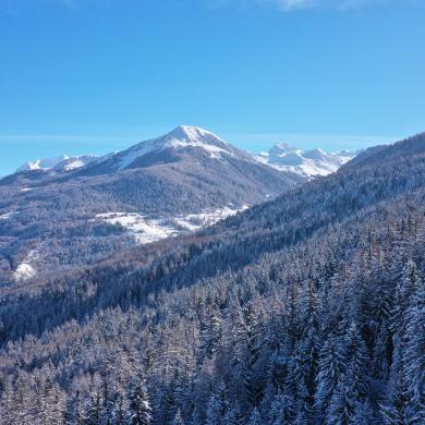 Verschneite Tannen in La Plagne