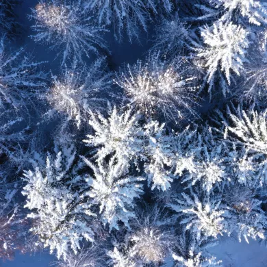 Verschneite Tannen in La Plagne