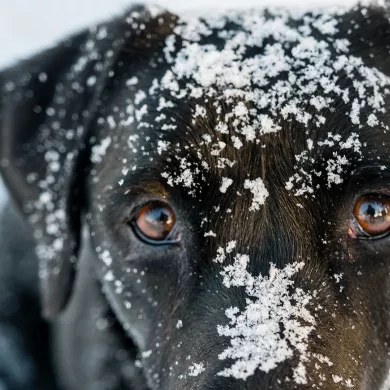Hund im Schnee