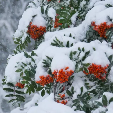 Erster Schnee in La Plagne