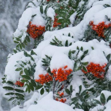 Erster Schnee in La Plagne