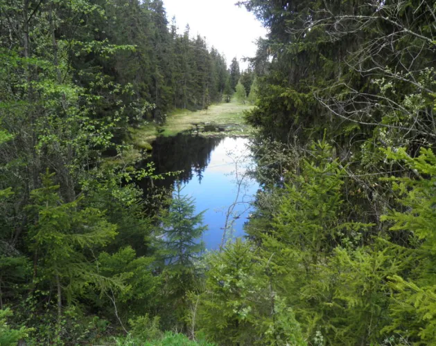 Tourbière du Lac Noir