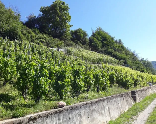 Route des vignes