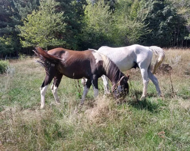 Reitausflüge in Granier_Aime-la-Plagne