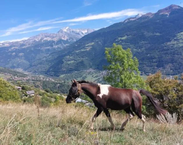 Reitausflüge in Granier_Aime-la-Plagne