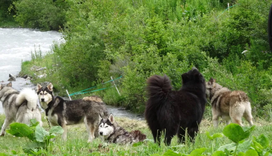 Cani-Rando