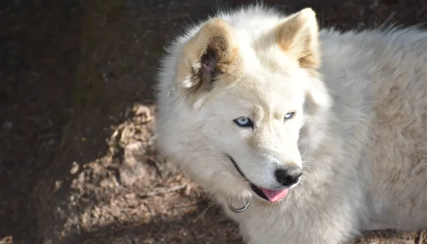 Das Leben eines Mushers entdecken_Montchavin-les-Coches