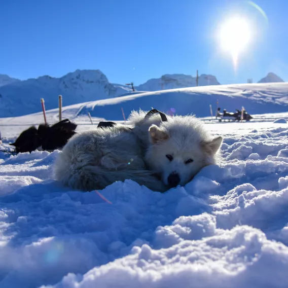 Schlittenhund liegt im Schnee in La Plagne