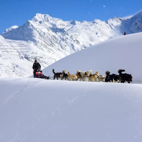 Schlittenhundefahrt in La Plagne