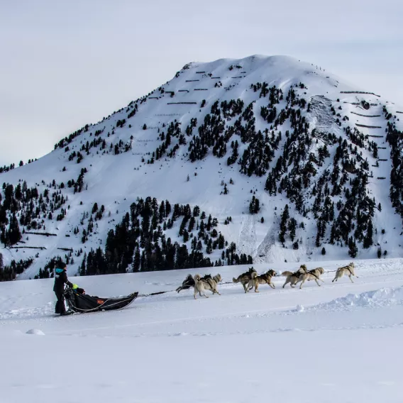 Einführung Schlittenhunde Blick auf den Mont St Jacques