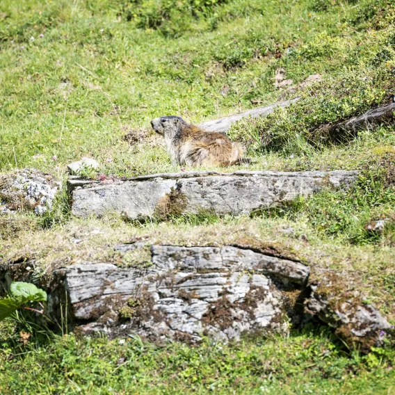 Murmeltier in La Plagne Champagny en Vanoise