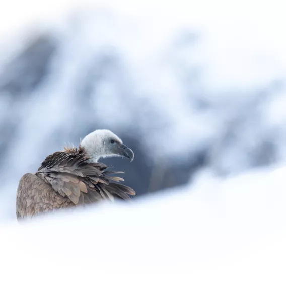 Espèces protégées_AMATEUR_M Yoan BOROWY