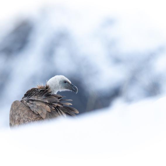 Espèces protégées_AMATEUR_M Yoan BOROWY