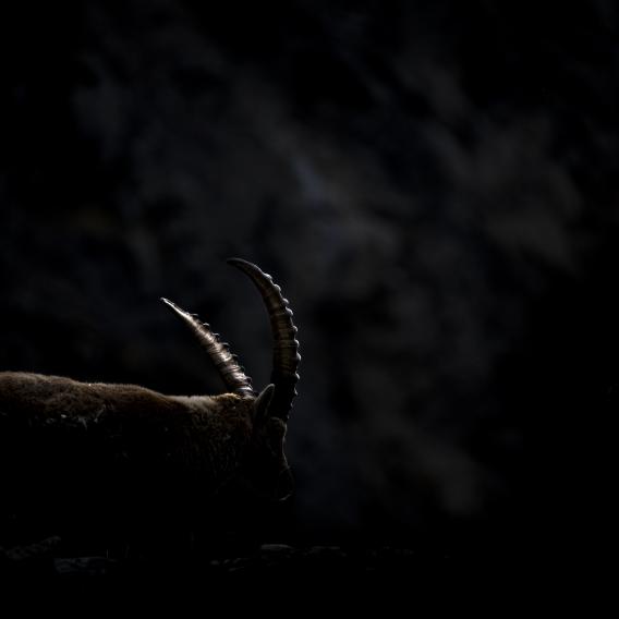 Espèces protégées_JEUNE TALENT_M Gaspard BURIEZ