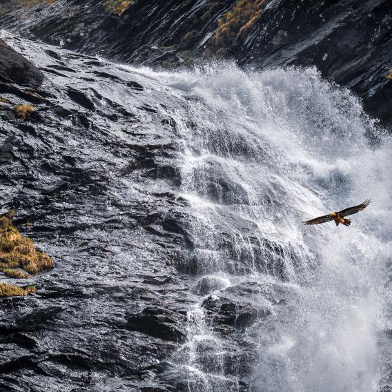 Espèces protégées_PRO_M Adrien COQUELLE