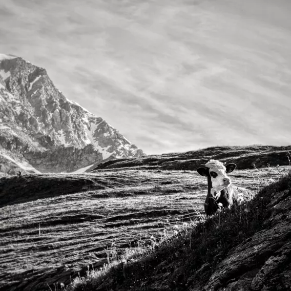 Patrimoine_Amateur_Mme Valentine CHEDAL