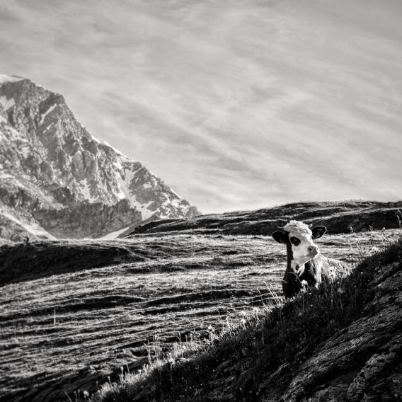 Patrimoine_Amateur_Mme Valentine CHEDAL