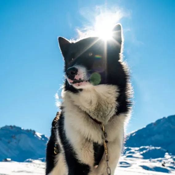 Schlittenhunde unter der Sonne