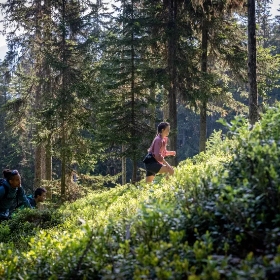 Wandern im Wald