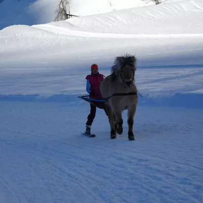 Ski Joëring und Reiten