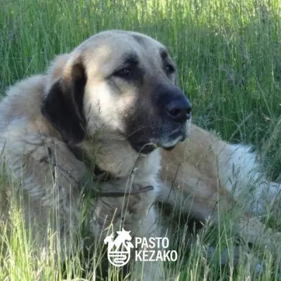 Herdenschutzhunde: Die richtige Vorgehensweise